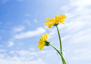 【公式】さがみ典礼 栃木昭和町｜信頼の葬儀サービスと便利な施設情報を詳しく解説