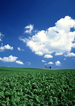 家族葬なら専門の葬儀場で安心出来る