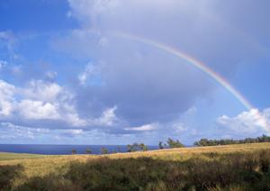 403 Forbiddenエラー解消ガイド：原因と対処法を徹底解説