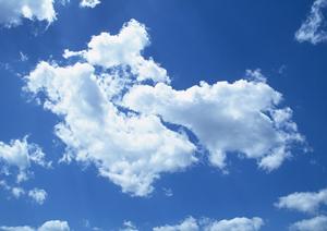 従来の墓石に変わる樹木葬について